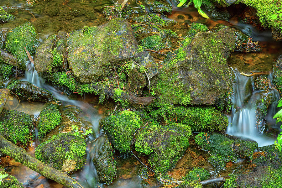 Green Stream Photograph by James BO Insogna