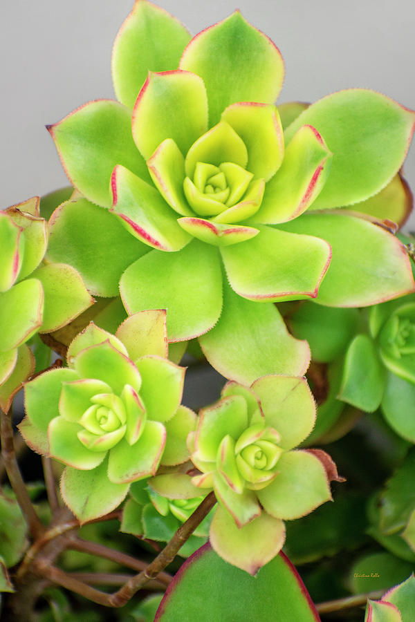 Green Succulent Plant Photograph by Christina Rollo