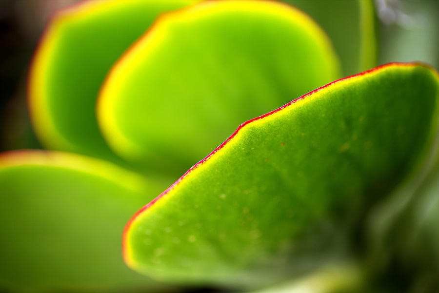 Green Succulent World Photograph by Joy Watson