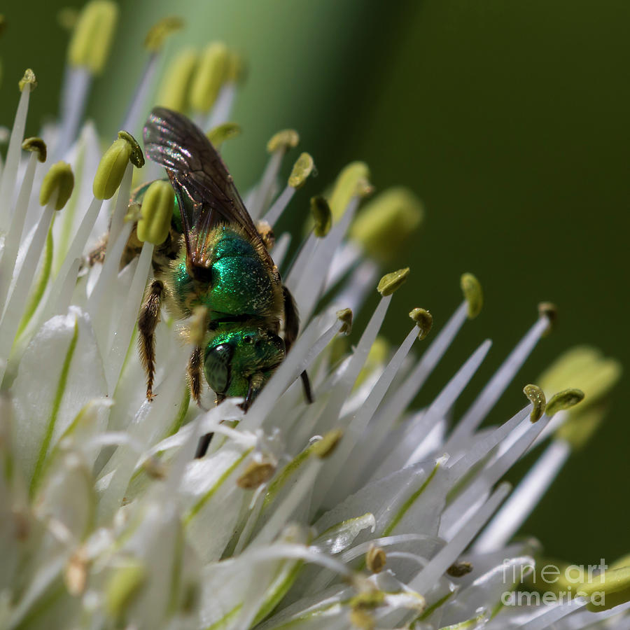 Green Sweat Bee Photograph by Shawn Jeffries
