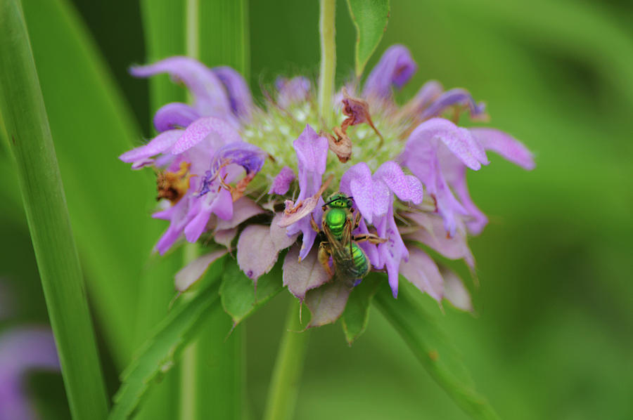 Green Sweat Bees Blending In with the Lemon Bee Balm Photograph by Gaby Ethington