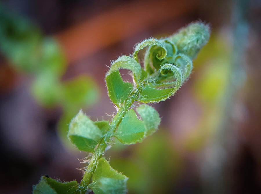 Green Swirls Photograph by Lilia S
