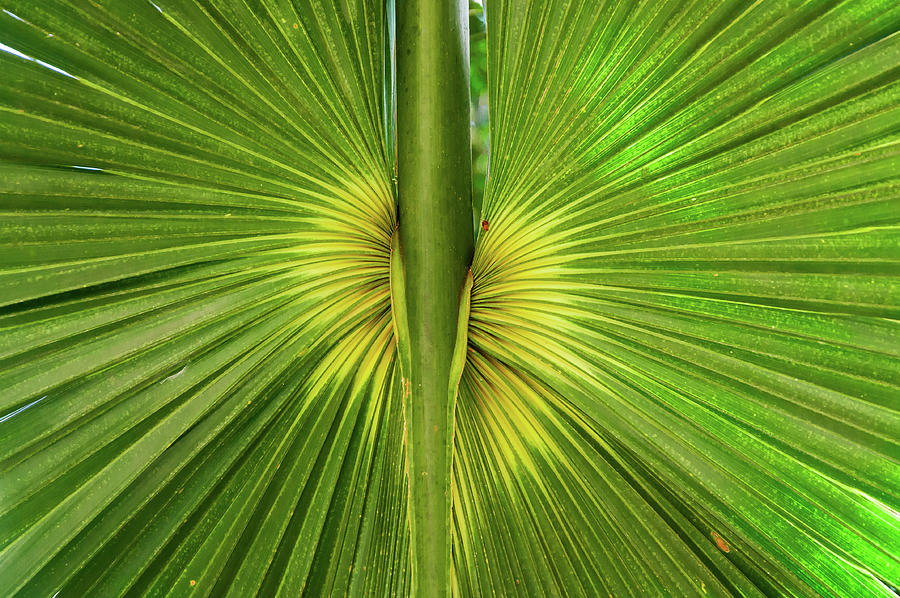 Green Symmetry Photograph