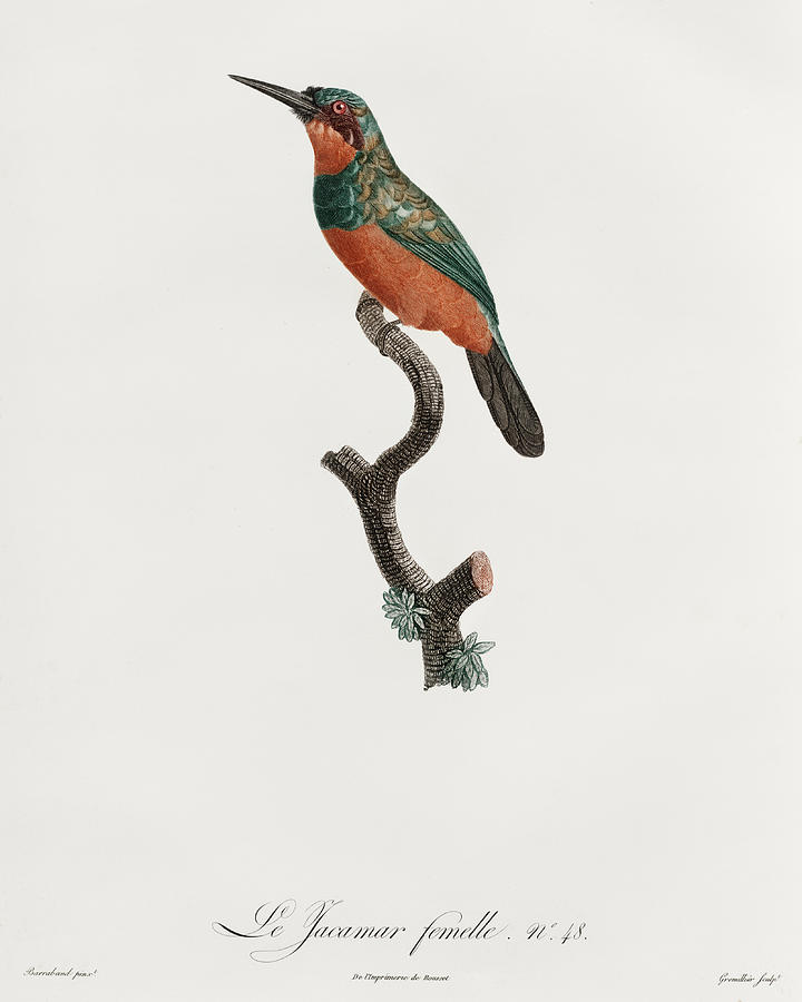 Green Tailed Jacamar Female - Vintage Bird Illustration - Birds Of Paradise - Jacques Barraband  Digital Art by Studio Grafiikka