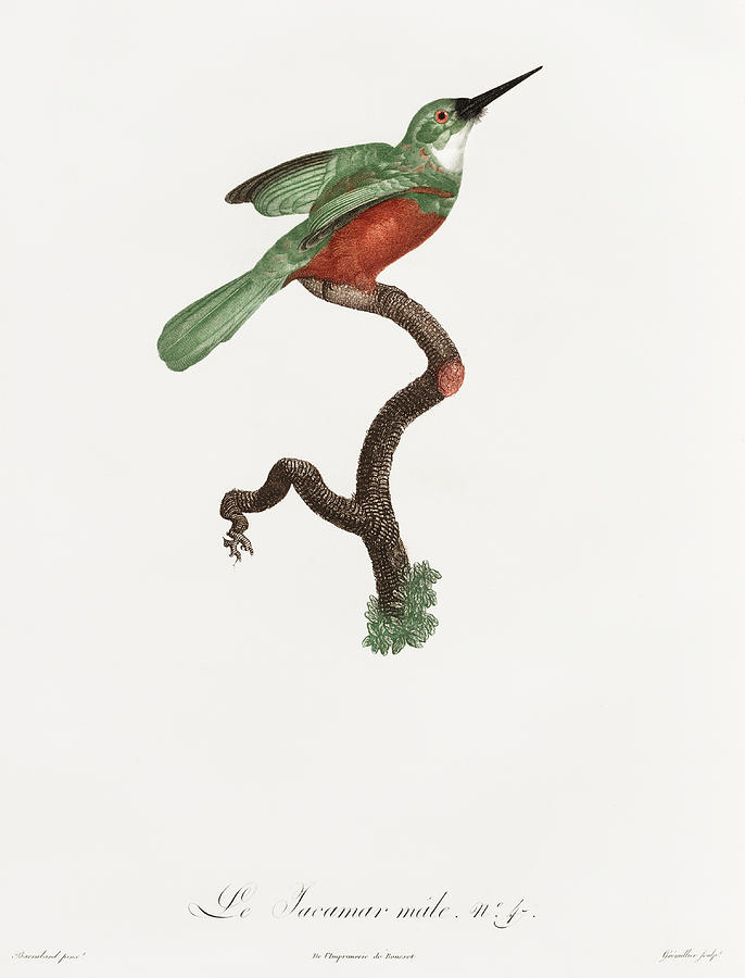 Green Tailed Jacamar Male -  Vintage Bird Illustration - Birds Of Paradise - Jacques Barraband  Digital Art by Studio Grafiikka