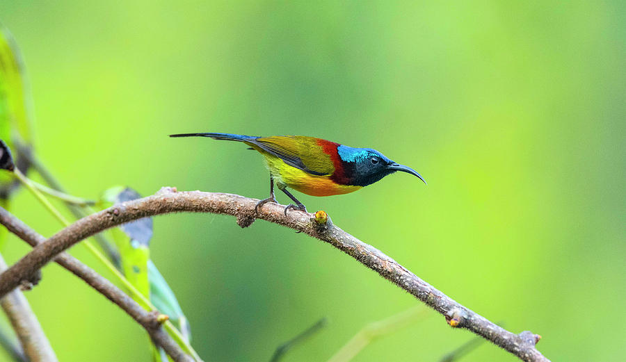 Green-tailed sunbird, Aethopyga nipalensis, Male Photograph by Yogesh ...