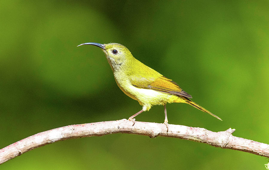 Green-tailed Sunbird Female, Aethopyga nipalensis Photograph by Yogesh ...