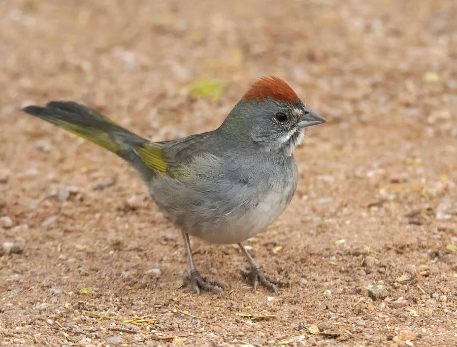 Green-tailed Towhee 7896-012421-2 Photograph by Tam Ryan
