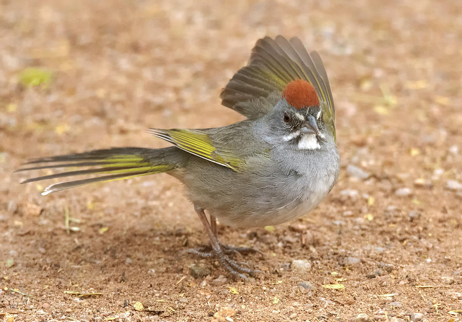 Green-tailed Towhee 7897-012421-2 Photograph by Tam Ryan