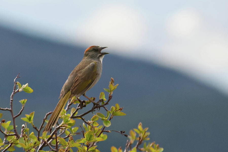 Green-tailed Towhee in Song Photograph by Cascade Colors