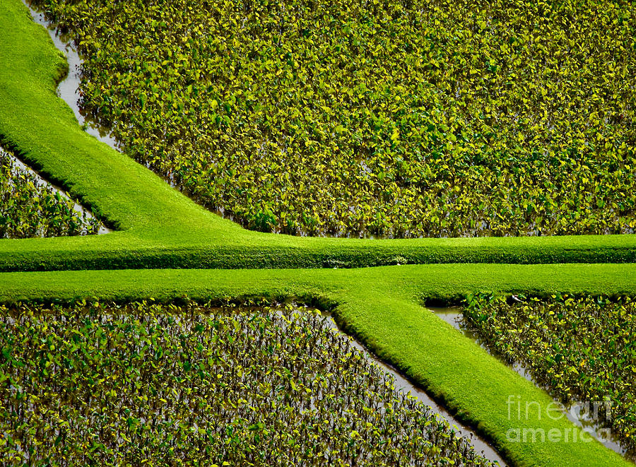 Green Taro Fields Abstract Photograph by Debra Banks