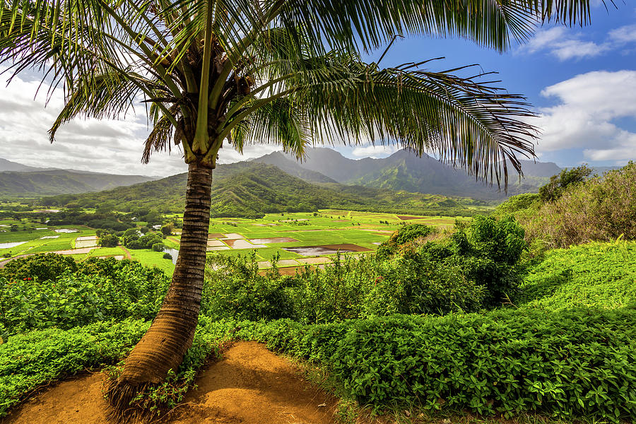 Green Taro Fields of Hanalei Bay Photograph by Pierre Leclerc Photography