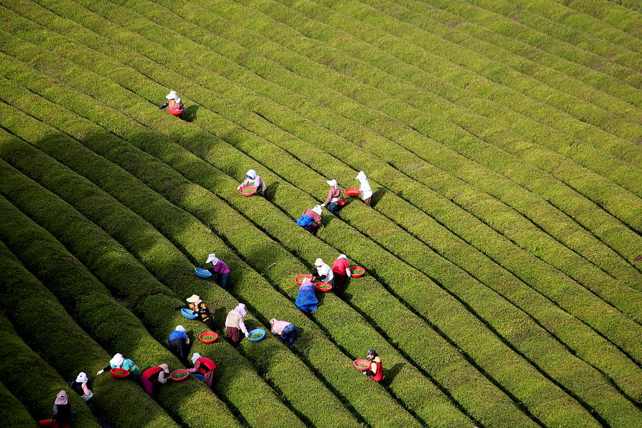 Green tea farmers Photograph by Photography by Simon Bond
