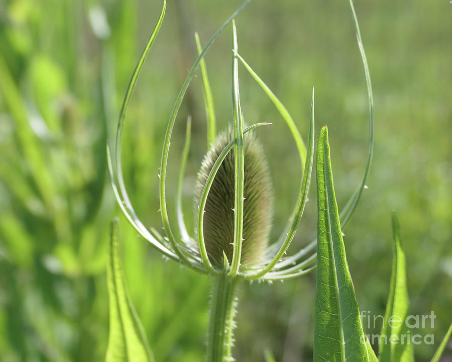 Green teasel bud Photograph by Bentley Davis