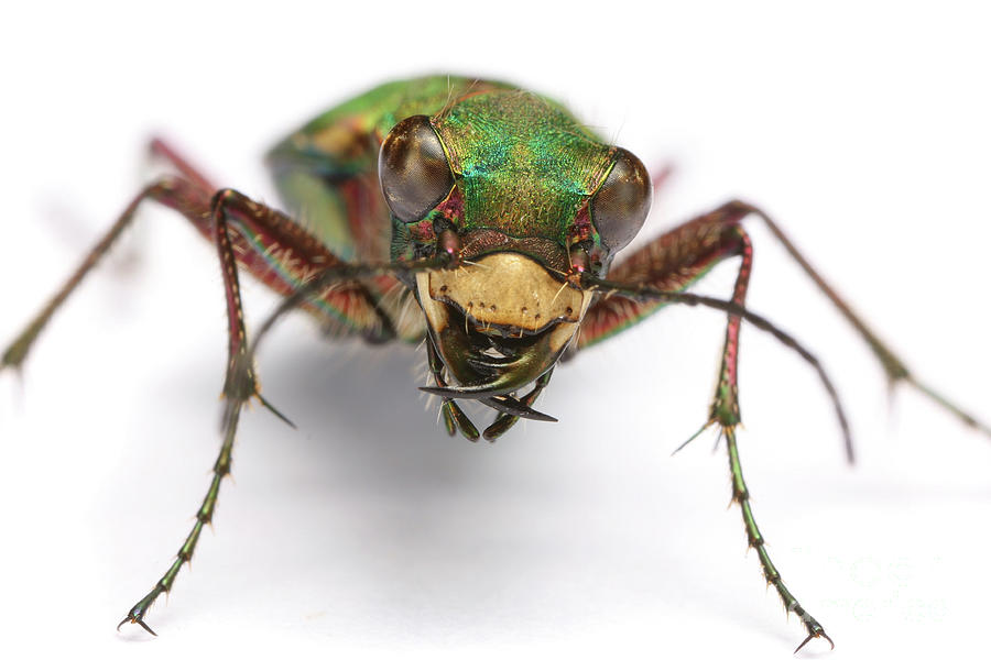 Green Tiger Beetle Photograph by Warren Photographic