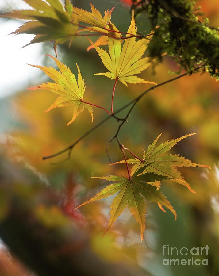 Green to Yellow Fading Maple Leaves Photograph by Mike Reid