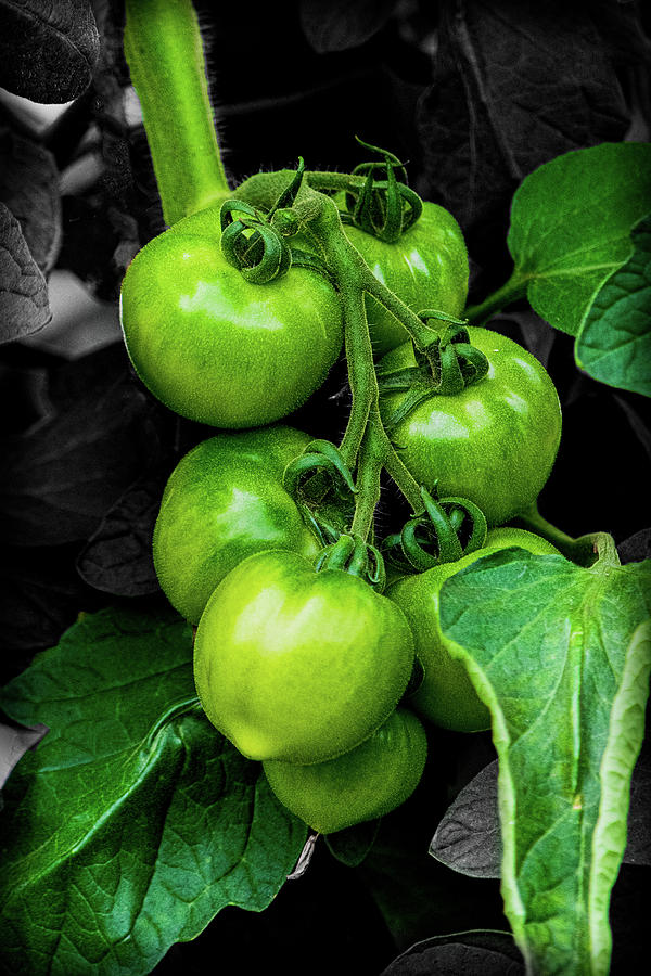 Green Tomatoes Photograph by Angela Carrion Photography