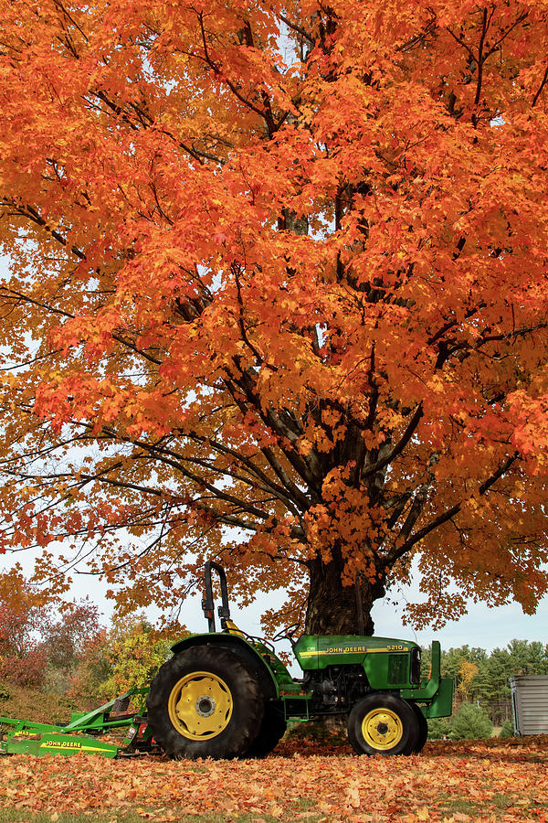 Green Tractor against a Maple in Orange Photograph by Jeff Folger