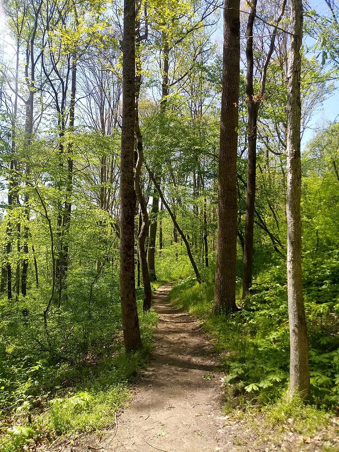 Green trail Photograph by Jennifer Pagan - Fine Art America