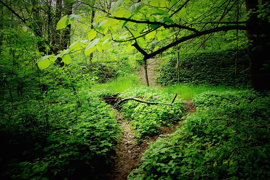 Green Trails Photograph by Tim Kuret