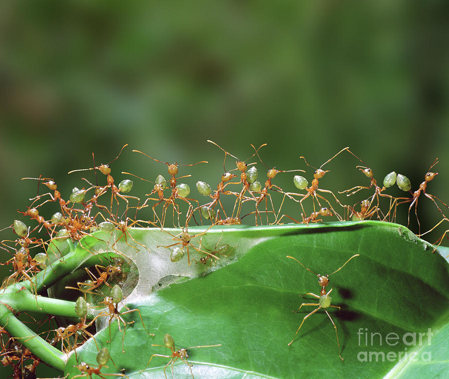 Green Tree Ants defensive Photograph by Warren Photographic