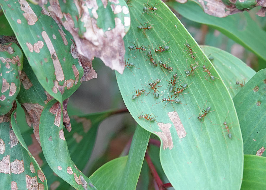 Green Tree Ants Photograph by Maryse Jansen