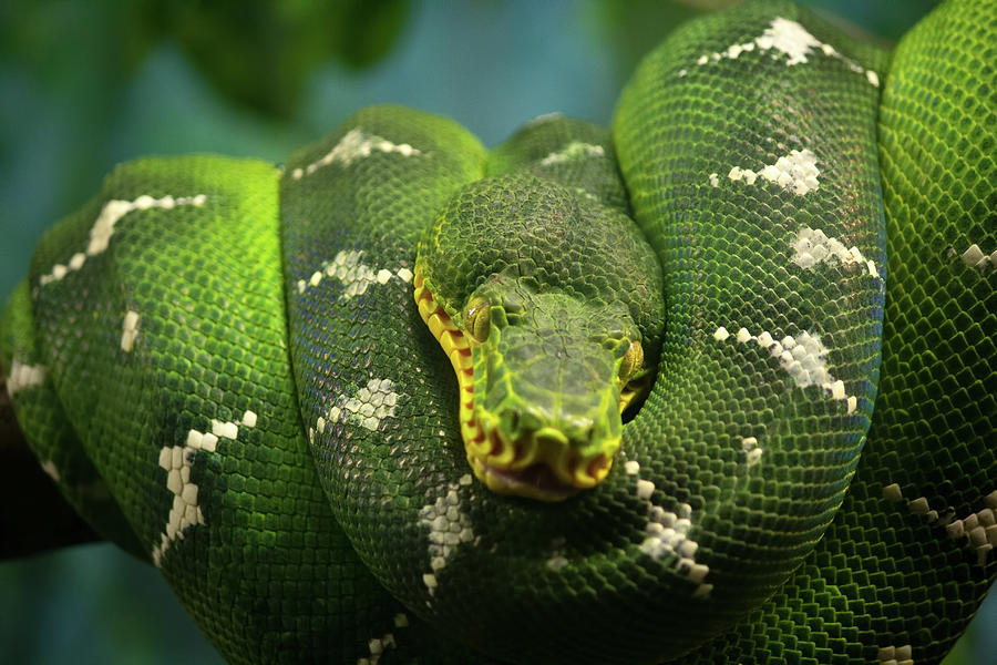 Green Tree Boa Snake Reptile Photograph by Ashley Swanson - Pixels