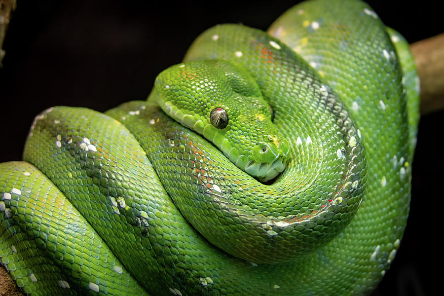 Green Tree Boa Photograph by William James | Fine Art America