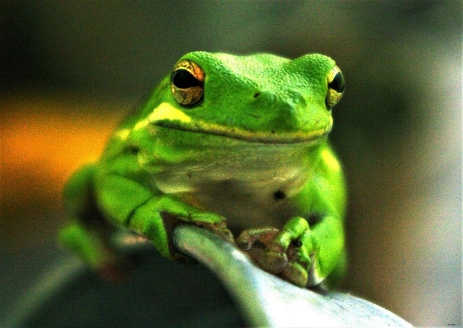 Green Tree Frog Photograph by Bess Carter