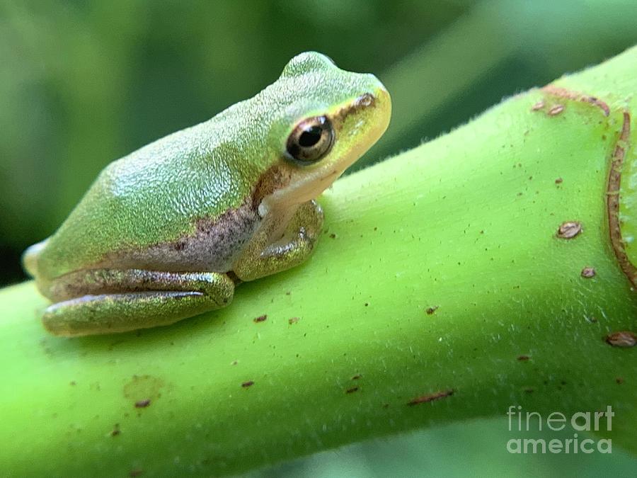 Green Tree Frog Photograph by Catherine Wilson