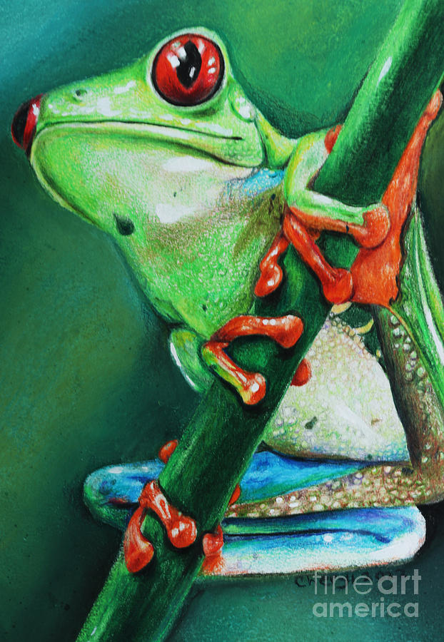 Green Tree Frog Colored Pencil/Chalk Pastel - Print Painting by Cheryl ...