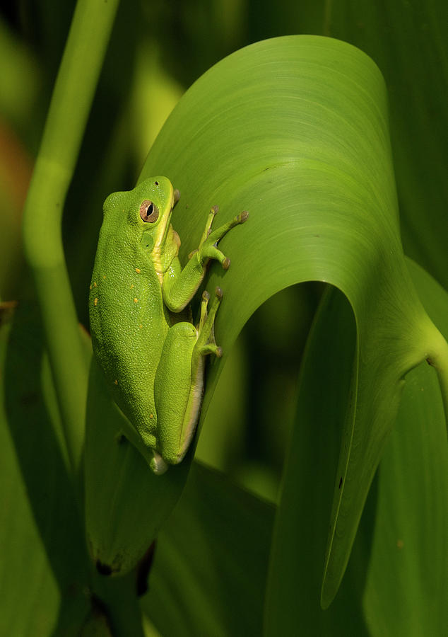 Green Tree Frog in the Marsh, North Carolina, Photograph, Print Photograph by Eric Abernethy