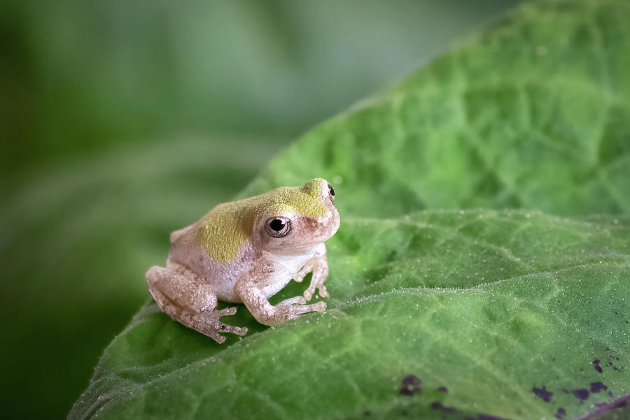 Green Tree Frog Photograph by James Barber