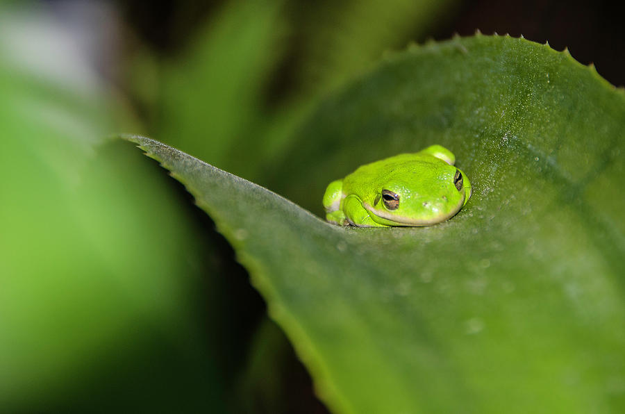 Green Tree Frog Photograph by WAZgriffin Digital