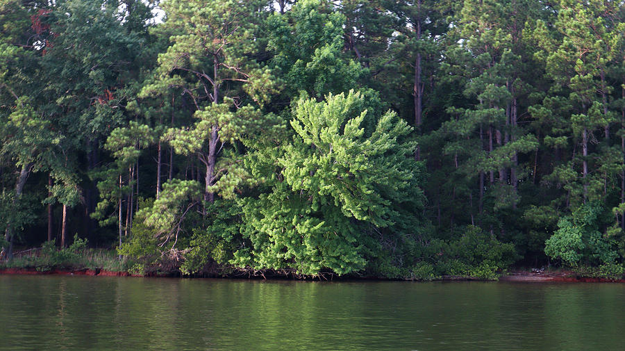 Green Tree Lake Nourish Photograph by Ed Williams