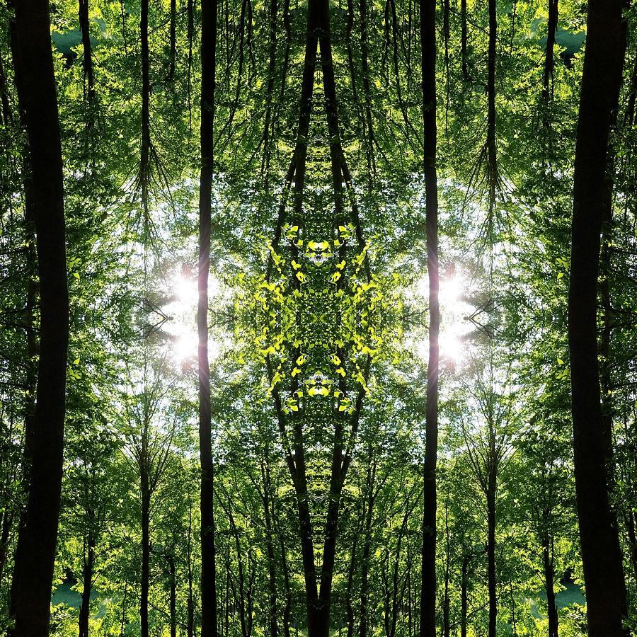 Green Tree Matrix Photograph by Amanda Buck | Fine Art America