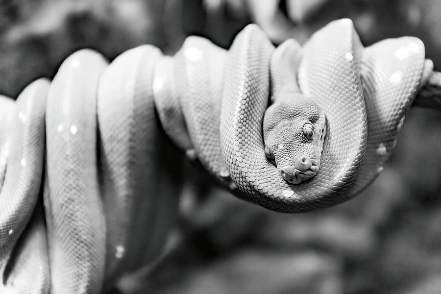 Green Tree Python-001-Ma Photograph by David Allen Pierson Green Tree Python-001-Ma Photograph by David Allen Pierson