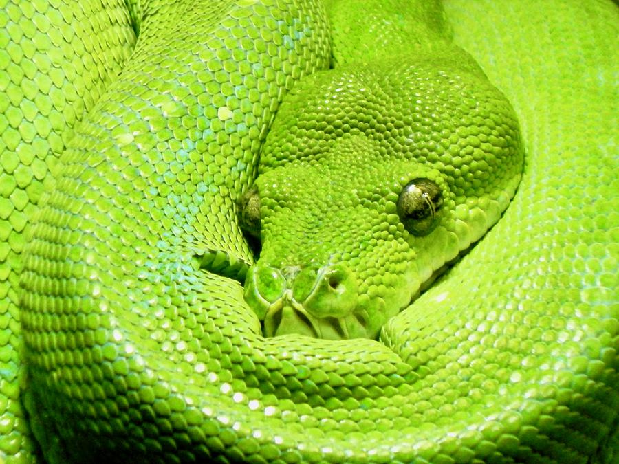 Green Tree Python All Coiled Up Photograph by Richard Bryce and Family