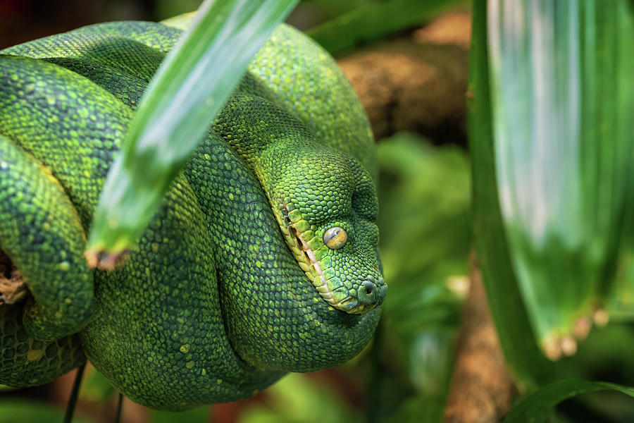 Python Photograph - Green Tree Python by Artur Bogacki