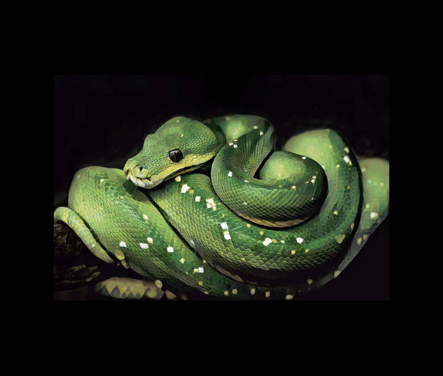 Green Tree Python Comforter Painting by Ken Stevens | Fine Art America