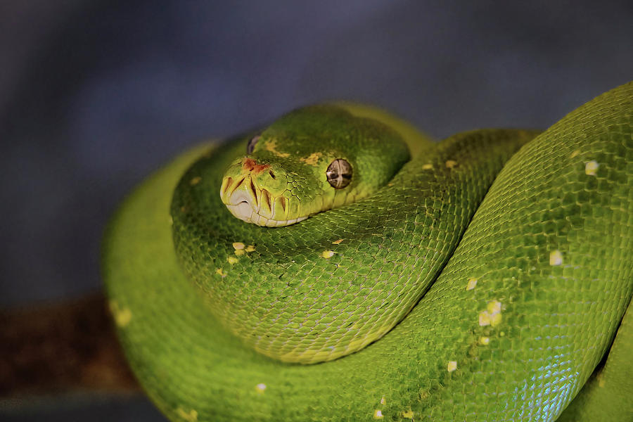 Green tree python Photograph by Dimitris Paterakis - Fine Art America