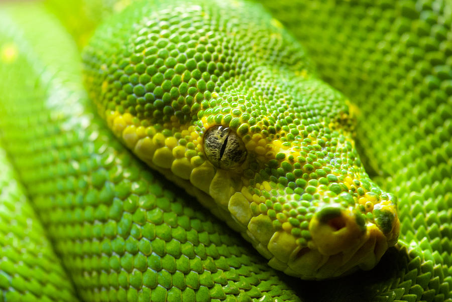 Green tree python Digital Art by Geir Rosset