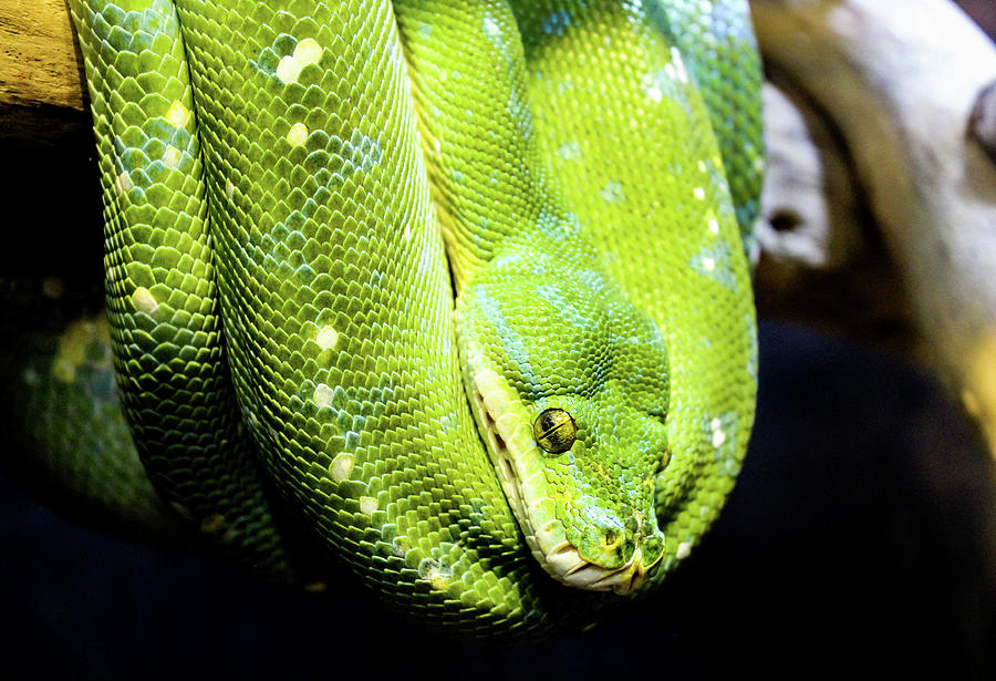 Green Tree Python Photograph by Kristen Hope - Fine Art America
