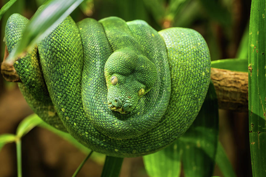 Python Photograph - Green Tree Python On Tree Branch by Artur Bogacki