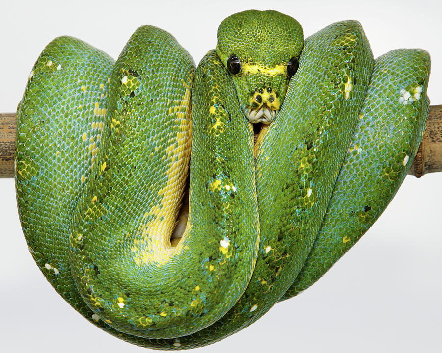 Animal Photograph - Green Tree Python by Smithsonian Institution