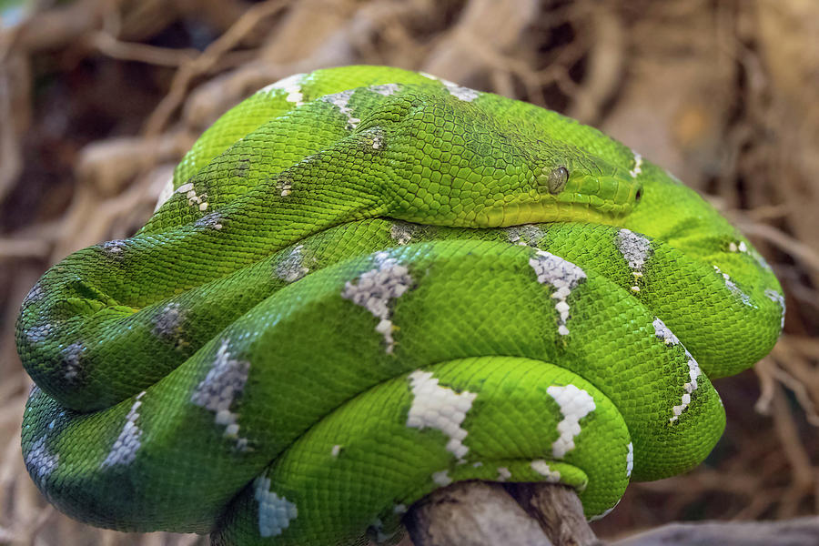 Green tree python snake Photograph by Mikhail Kokhanchikov