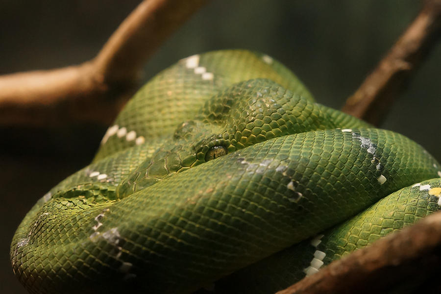 Green Tree Python Photograph by Stephanie Doring - Pixels