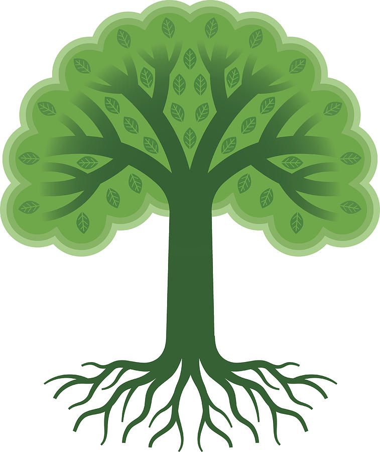 Green tree with roots vector illustration Drawing by Johnwoodcock