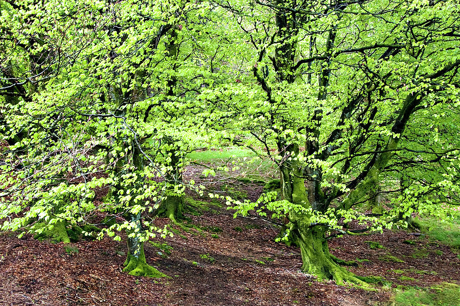 Green Trees of Ireland Photograph by Jill Love