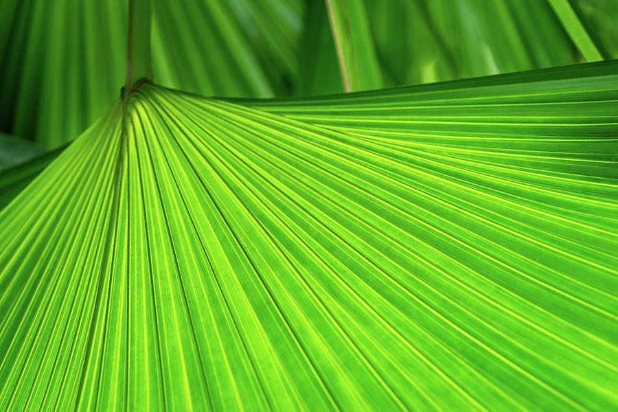 Green Tropical Biophilia - Fan Leaved Palm Tree - Alternate Variant  Photograph by Georgia Mizuleva
